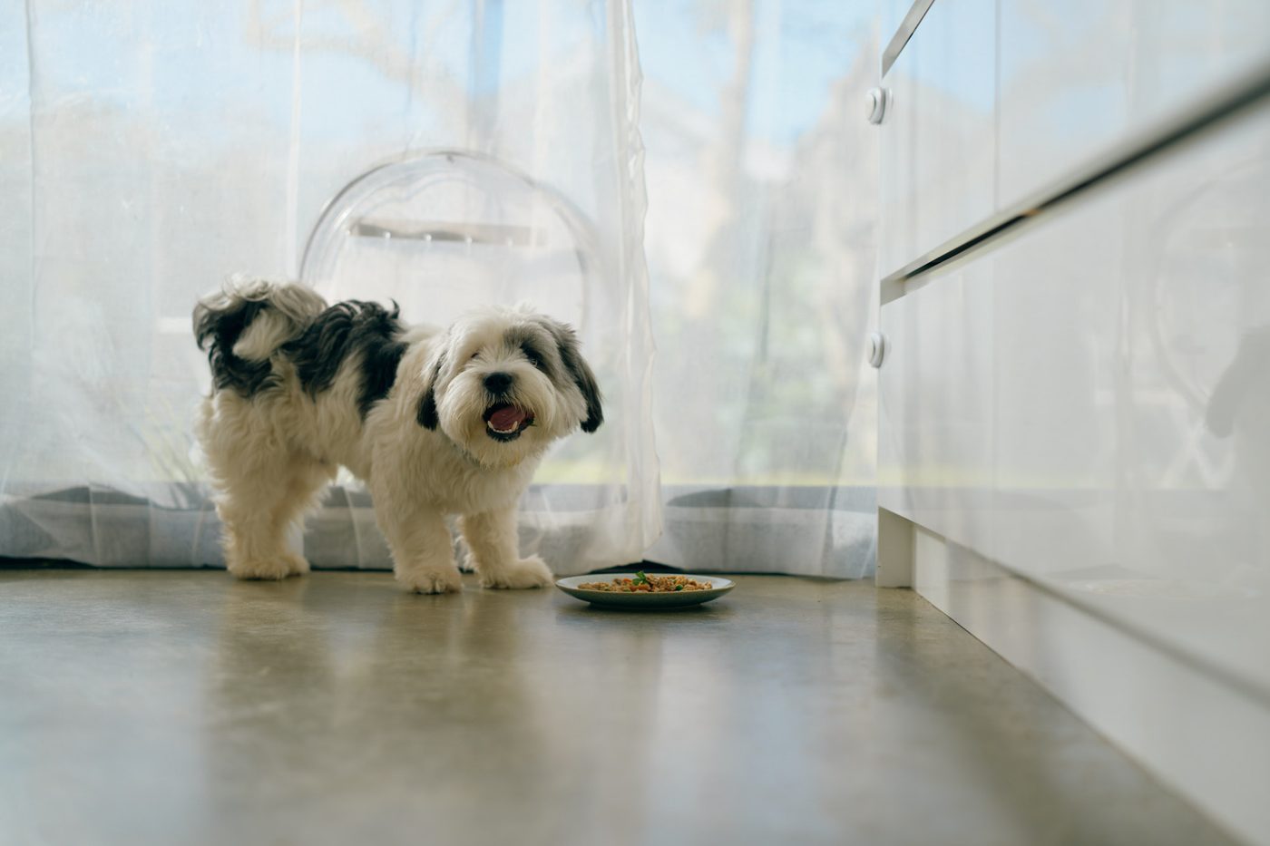 Two small dogs at their dinner plate on the kitchen floor