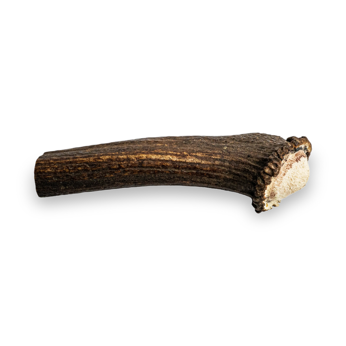 Deer Antler