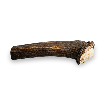 Deer Antler