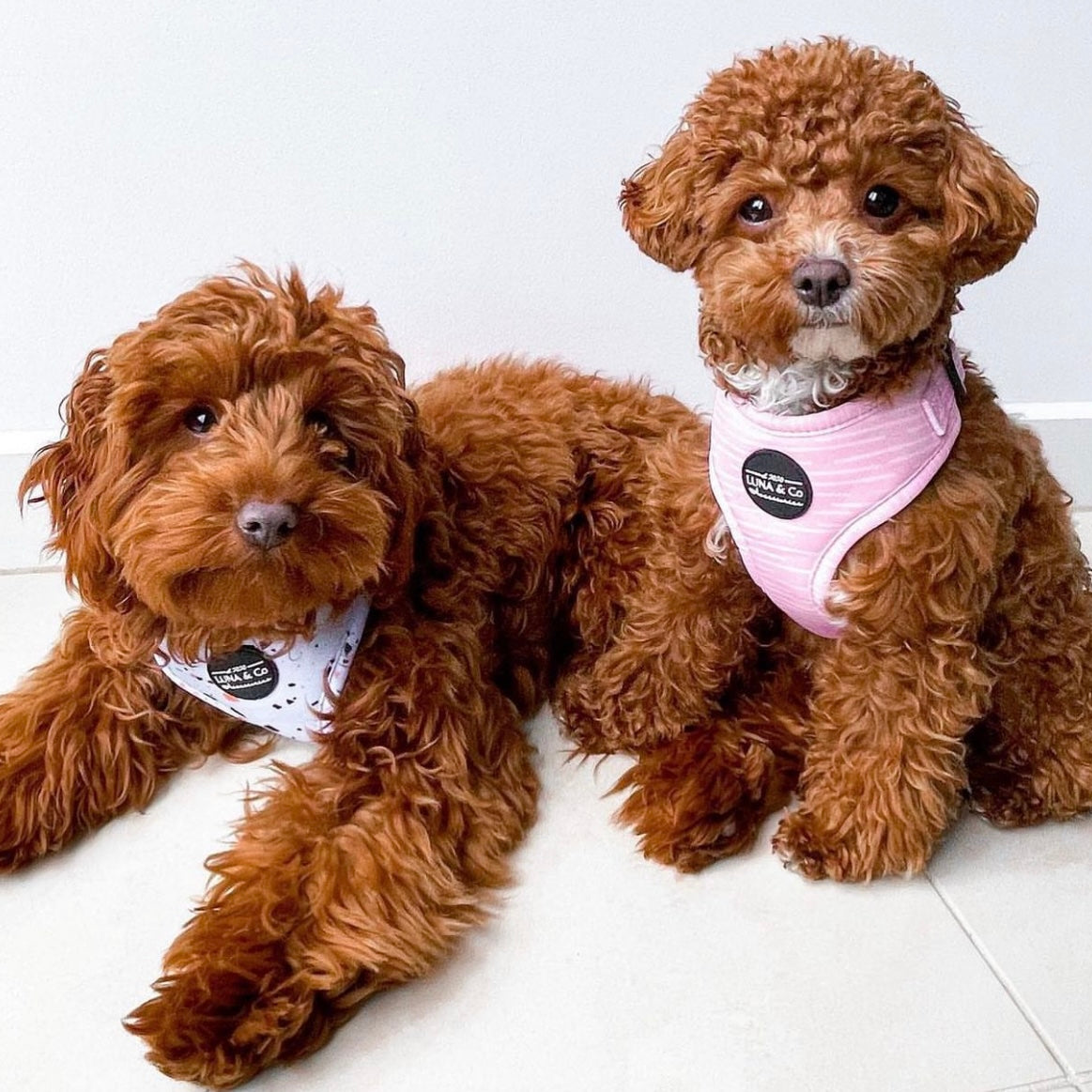 Dog Harness