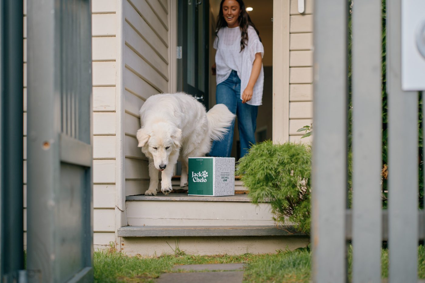 A white dog sniffing a Jack and Chelo delivery box on the front step