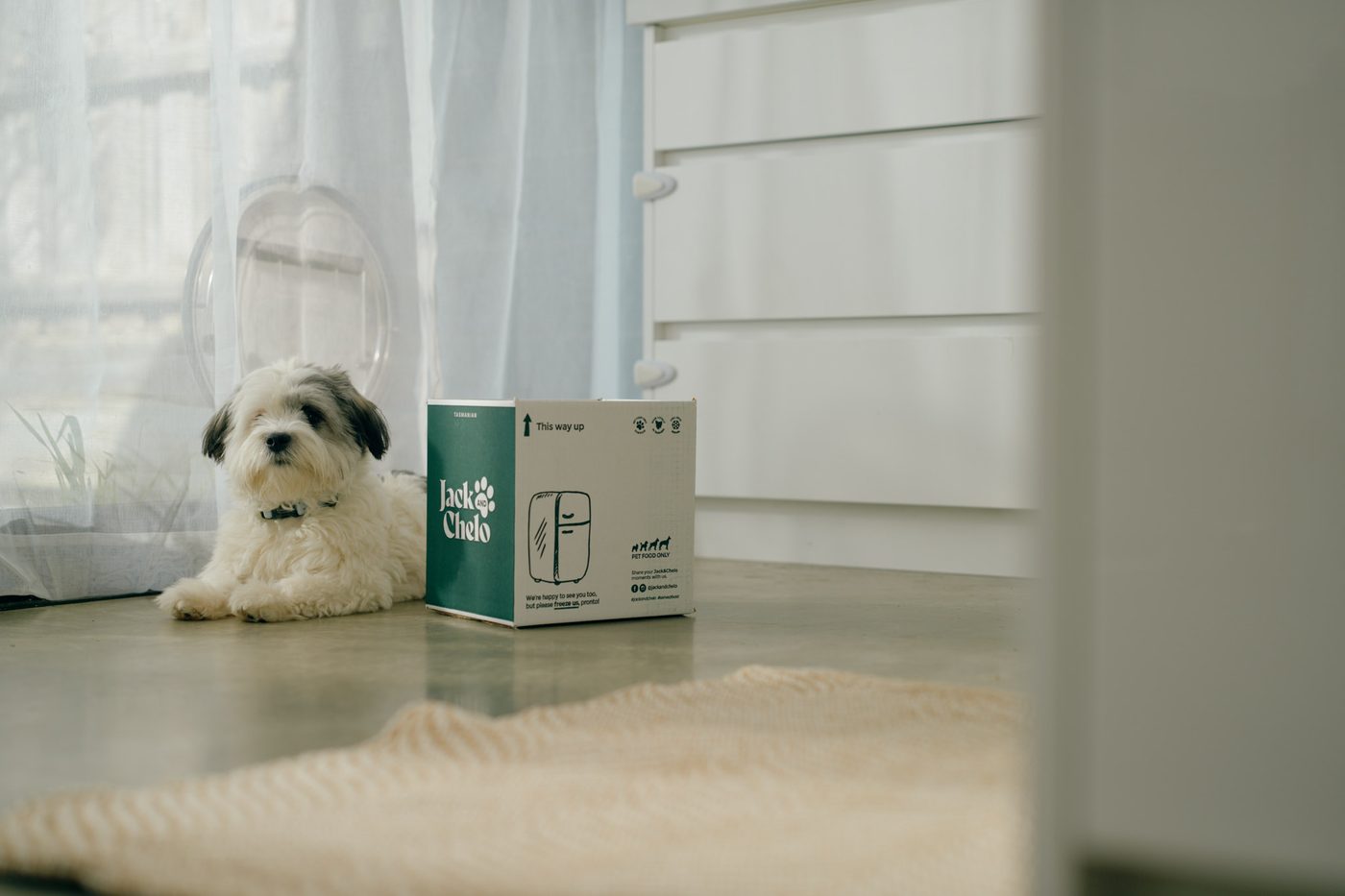 A small white dog lying beside a Jack and Chelo box