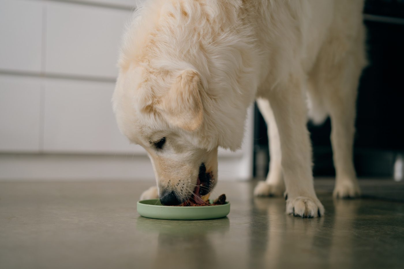 A golden dog eating a Jack and Chelo meal from its bowl