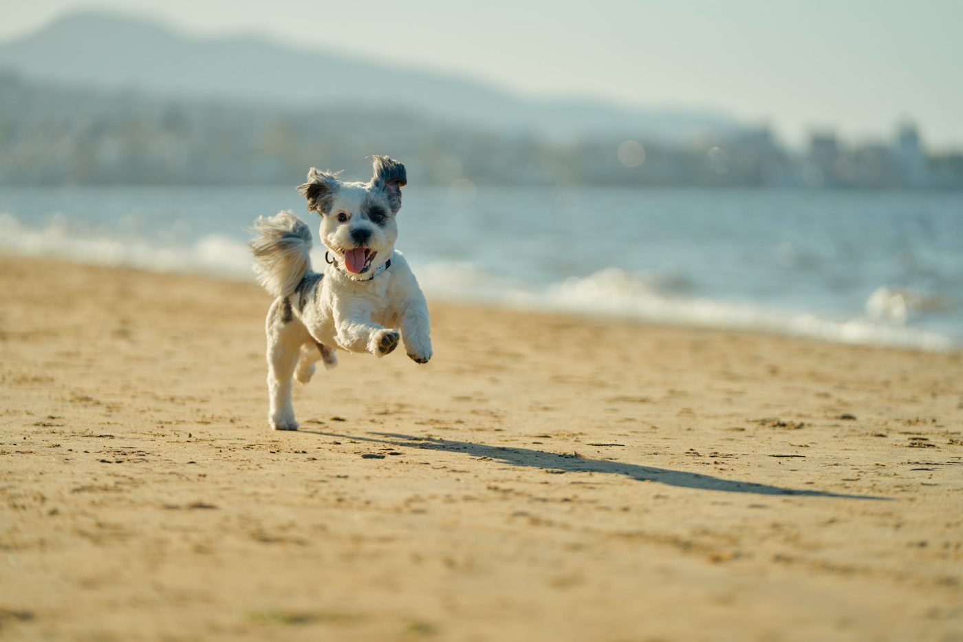 A small dog running along the beach